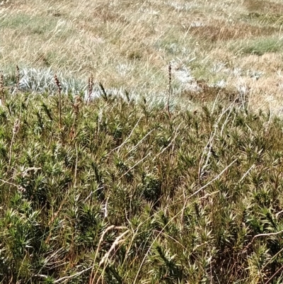 Richea continentis (Candle Heath) at Munyang, NSW - 18 Mar 2023 by KumikoCallaway