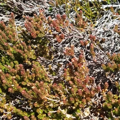 Epacris microphylla (Coral Heath) at Munyang, NSW - 18 Mar 2023 by KumikoCallaway