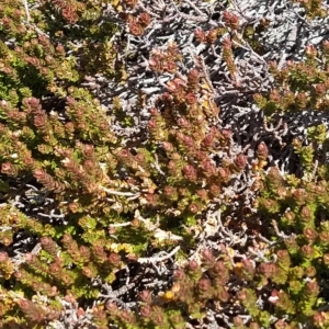 Epacris microphylla at Munyang, NSW - 18 Mar 2023