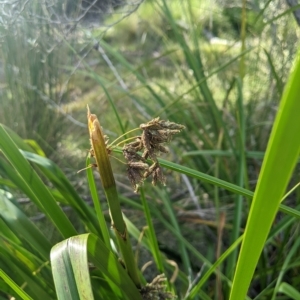 Scirpus polystachyus at Tinderry, NSW - 19 Mar 2023 09:22 AM