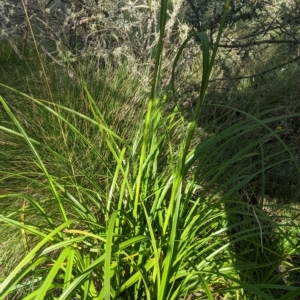 Scirpus polystachyus at Tinderry, NSW - 19 Mar 2023