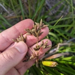 Scirpus polystachyus at Tinderry, NSW - 19 Mar 2023