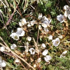 Gentianella muelleriana subsp. alpestris (Mueller's Snow-gentian) at Munyang, NSW - 18 Mar 2023 by KumikoCallaway