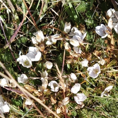 Gentianella muelleriana subsp. alpestris (Mueller's Snow-gentian) at Munyang, NSW - 18 Mar 2023 by KumikoCallaway