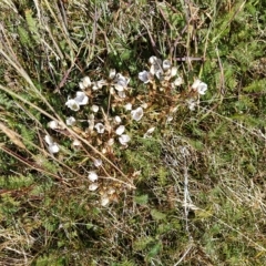 Gentianella muelleriana subsp. alpestris at Munyang, NSW - 18 Mar 2023 02:15 PM