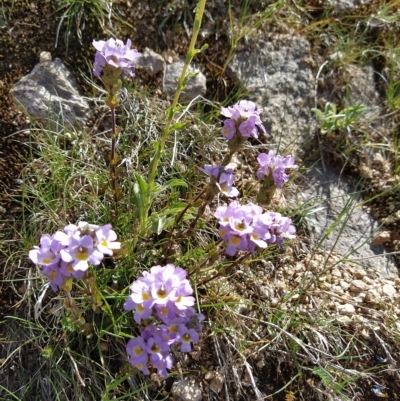 Euphrasia collina subsp. diversicolor (Variable Eyebright) at Kosciuszko National Park - 18 Mar 2023 by KumikoCallaway