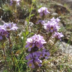 Euphrasia collina subsp. diversicolor at Munyang, NSW - 18 Mar 2023 02:26 PM