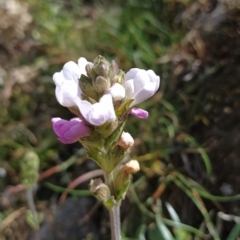 Euphrasia collina subsp. diversicolor at Munyang, NSW - 18 Mar 2023 02:26 PM