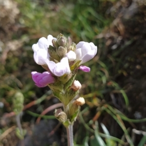 Euphrasia collina subsp. diversicolor at Munyang, NSW - 18 Mar 2023 02:26 PM