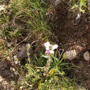 Euphrasia collina subsp. diversicolor at Munyang, NSW - 18 Mar 2023 02:26 PM