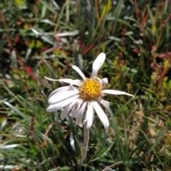 Celmisia costiniana (Costin's Snow Daisy) at Munyang, NSW - 18 Mar 2023 by KumikoCallaway