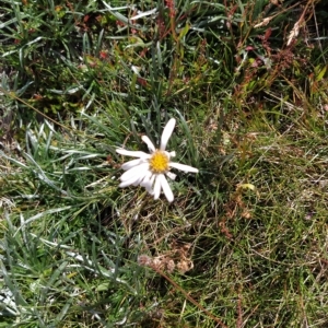 Celmisia costiniana at Munyang, NSW - 18 Mar 2023