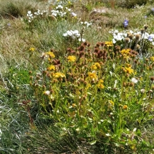 Senecio pinnatifolius var. alpinus at Munyang, NSW - 18 Mar 2023 02:50 PM