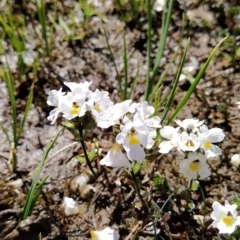 Euphrasia collina subsp. glacialis (Snow Eyebright) at Munyang, NSW - 18 Mar 2023 by KumikoCallaway