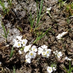 Euphrasia collina subsp. glacialis at Munyang, NSW - 18 Mar 2023