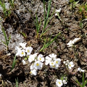 Euphrasia collina subsp. glacialis at Munyang, NSW - 18 Mar 2023 02:51 PM