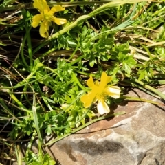 Ranunculus niphophilus (Snow Buttercup) at Munyang, NSW - 18 Mar 2023 by KumikoCallaway