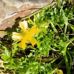 Ranunculus niphophilus at Munyang, NSW - 18 Mar 2023