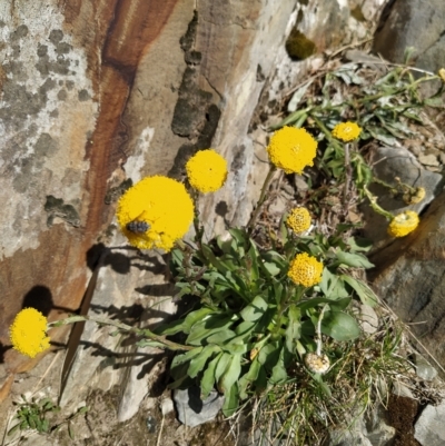 Craspedia lamicola (Bog Billy Buttons) at Munyang, NSW - 18 Mar 2023 by KumikoCallaway