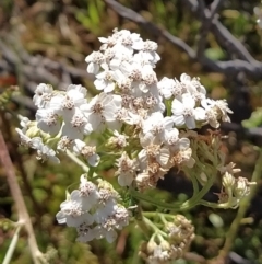 Achillea millefolium (Yarrow) at Munyang, NSW - 18 Mar 2023 by KumikoCallaway