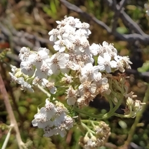 Achillea millefolium at Munyang, NSW - 18 Mar 2023 04:18 PM