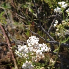 Achillea millefolium at Munyang, NSW - 18 Mar 2023 04:18 PM