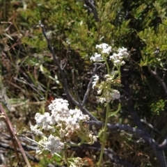 Achillea millefolium at Munyang, NSW - 18 Mar 2023 04:18 PM