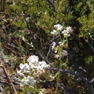 Achillea millefolium at Munyang, NSW - 18 Mar 2023