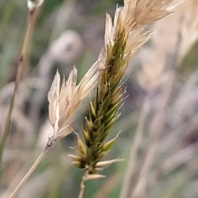 Anthoxanthum odoratum (Sweet Vernal Grass) at Munyang, NSW - 18 Mar 2023 by KumikoCallaway