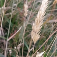 Anthoxanthum odoratum at Munyang, NSW - 19 Mar 2023