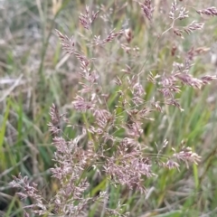 Agrostis sp. (Bentgrass) at Munyang, NSW - 18 Mar 2023 by KumikoCallaway