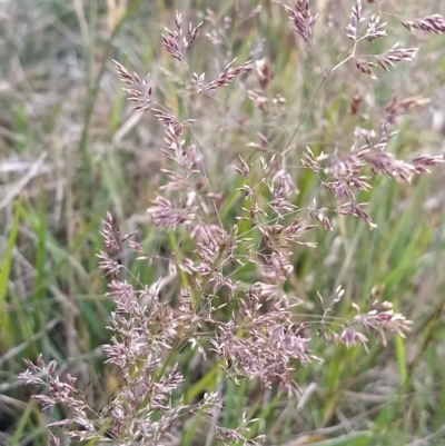 Agrostis sp. (Bentgrass) at Munyang, NSW - 18 Mar 2023 by KumikoCallaway