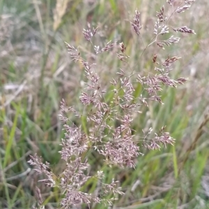 Agrostis sp. at Munyang, NSW - 19 Mar 2023 09:30 AM