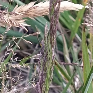 Agrostis sp. at Munyang, NSW - 19 Mar 2023 09:30 AM