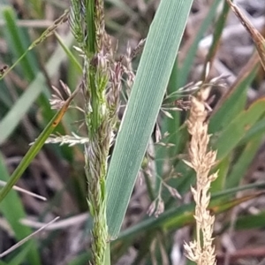 Agrostis sp. at Munyang, NSW - 19 Mar 2023