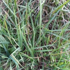 Agrostis sp. at Munyang, NSW - 19 Mar 2023 09:30 AM