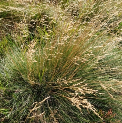 Poa (genus) (A Snow Grass) at Munyang, NSW - 19 Mar 2023 by KumikoCallaway