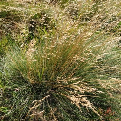 Poa sp. (A Snow Grass) at Munyang, NSW - 18 Mar 2023 by KumikoCallaway