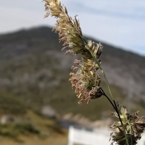 Dactylis glomerata at Munyang, NSW - 19 Mar 2023 10:29 AM