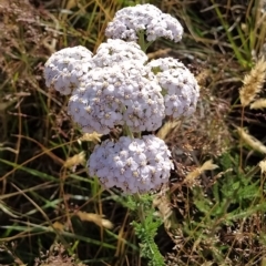 Achillea millefolium (Yarrow) at Munyang, NSW - 18 Mar 2023 by KumikoCallaway