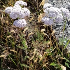 Achillea millefolium at Munyang, NSW - 19 Mar 2023 10:32 AM