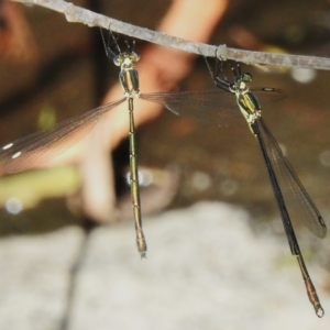 Synlestes weyersii at Paddys River, ACT - 19 Mar 2023