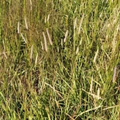 Phleum pratense at Munyang, NSW - 19 Mar 2023