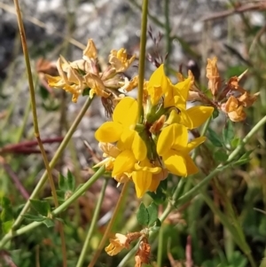 Lotus corniculatus at Guthega, NSW - 19 Mar 2023