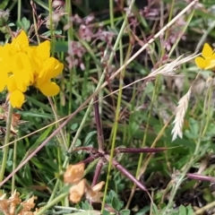 Lotus corniculatus at Guthega, NSW - 19 Mar 2023