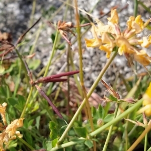 Lotus corniculatus at Guthega, NSW - 19 Mar 2023