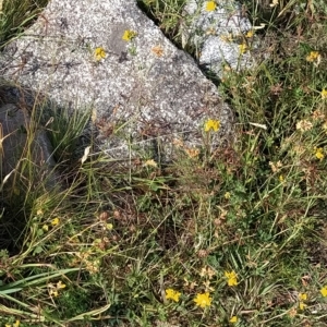 Lotus corniculatus at Guthega, NSW - 19 Mar 2023