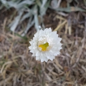 Leucochrysum alpinum at Jindabyne, NSW - 19 Mar 2023