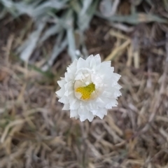Leucochrysum alpinum (Alpine Sunray) at Jindabyne, NSW - 19 Mar 2023 by KumikoCallaway