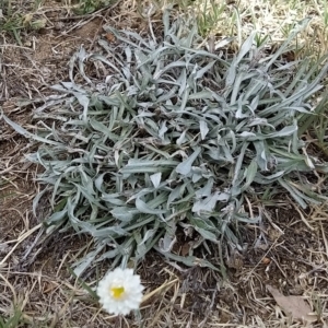 Leucochrysum alpinum at Jindabyne, NSW - 19 Mar 2023